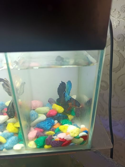 4 dona Betta, Petushok (Siyam jangchi) + Bo‘lingan akvarium | Tayyor t