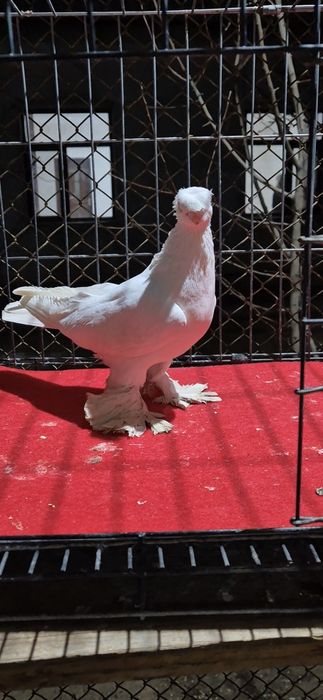 Белый самец голуб