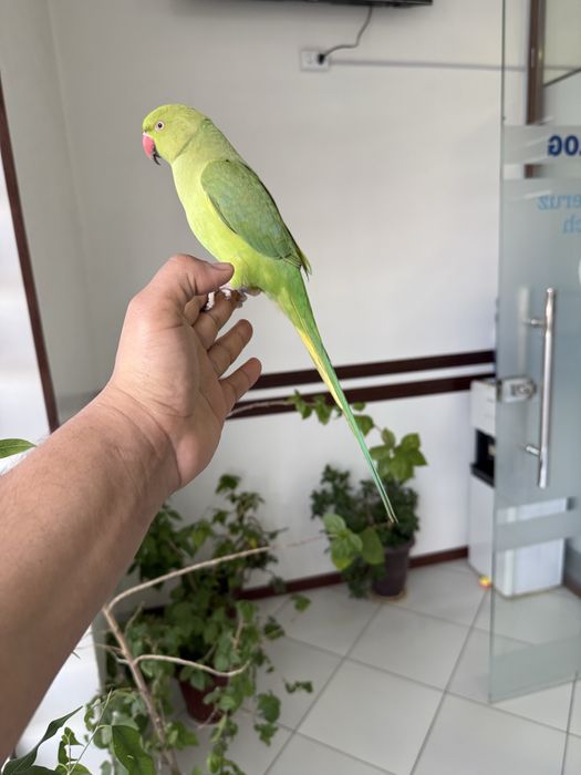 Ожереловый попугац Ручной 100%