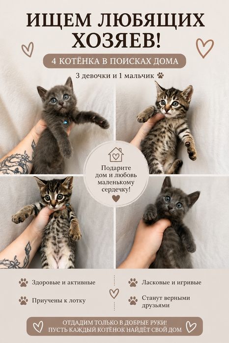 Котята в добрые руки