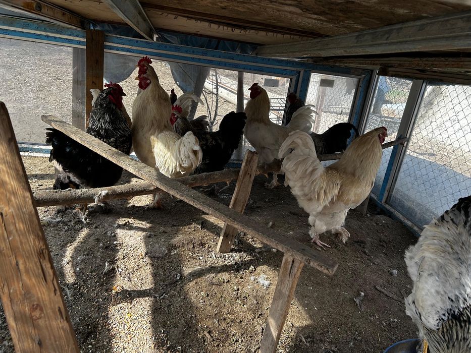 Продается петухи