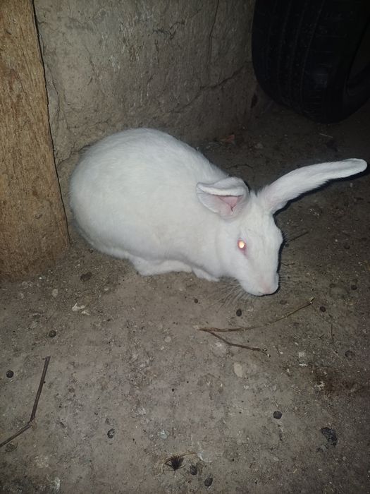 Қоян, заяц  семіз еркек