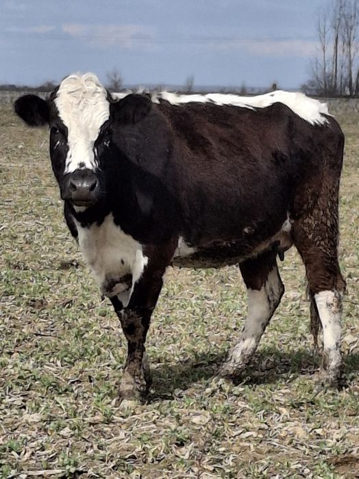 Vând vaca de ținut sau abator