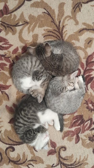 Отдам котят в добрые руки