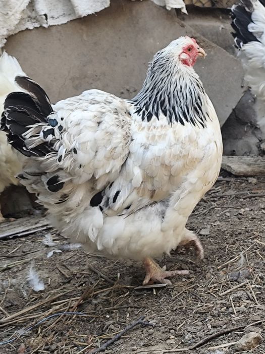 Продам кур Брамы Орпингтоны