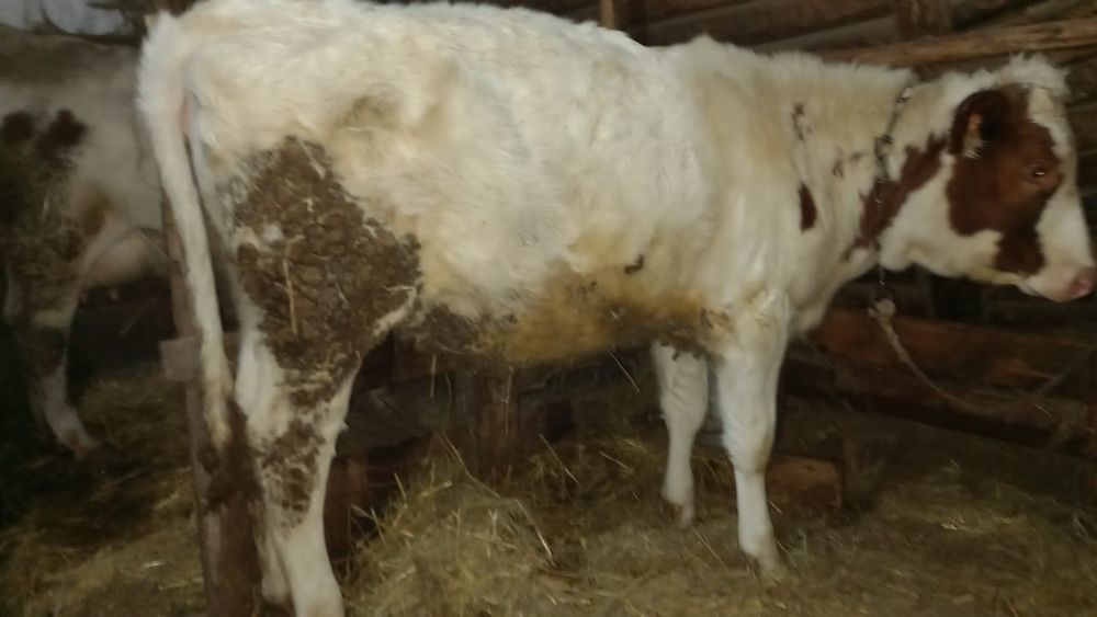 Продам тёлку на докорм