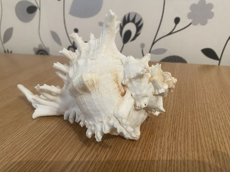 Ракушка морская Чихориус Рамосус