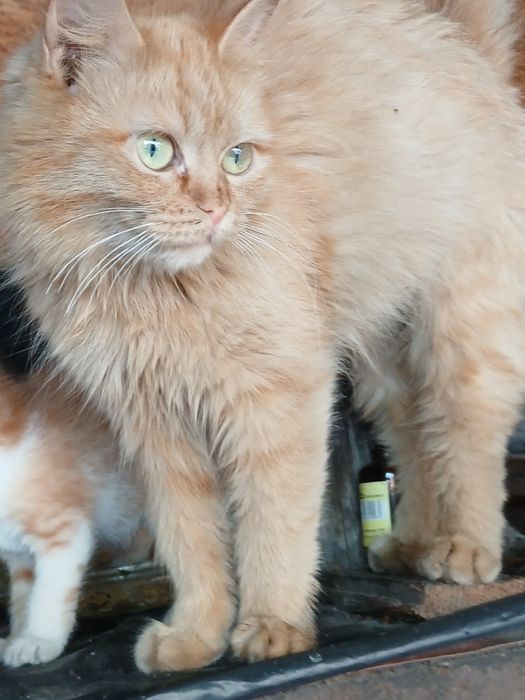 Животные,  кошка ,отдам в добрые руки