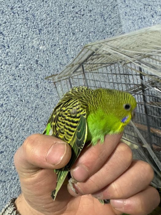 Папугай волнистый