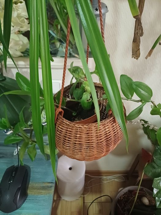 Комнатные цветы недорого