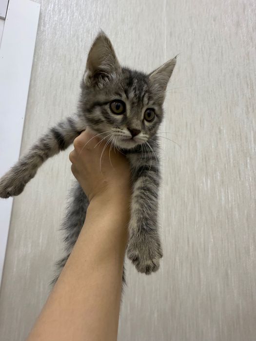 Продаётся котёнок, только в добрые и ответственные руки.