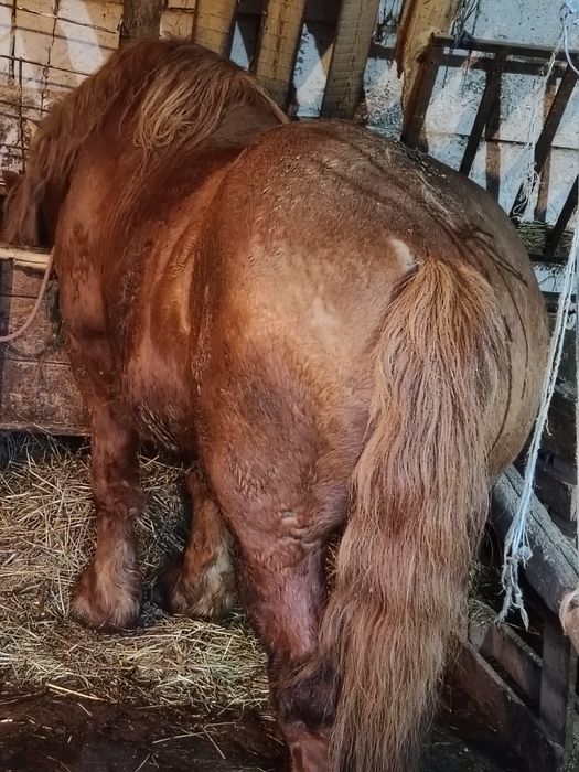 Armăsar de vânzare