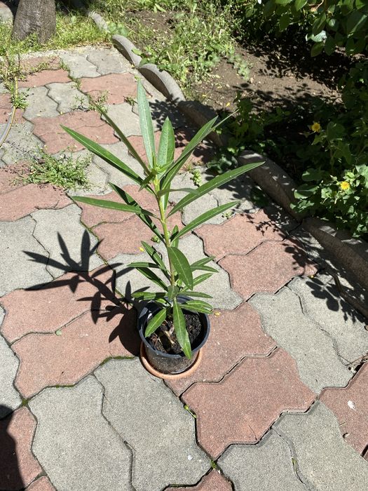 Sansevieria/Dieffenbachia/leandru