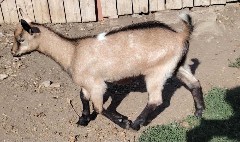 Ied de capră alpină franceză