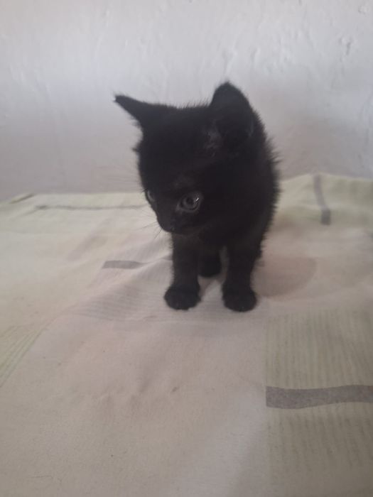 СРОЧНО Котёнок ищет дом