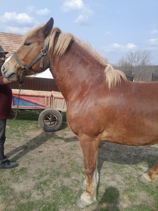 Vand iapa de 5 ani tanara