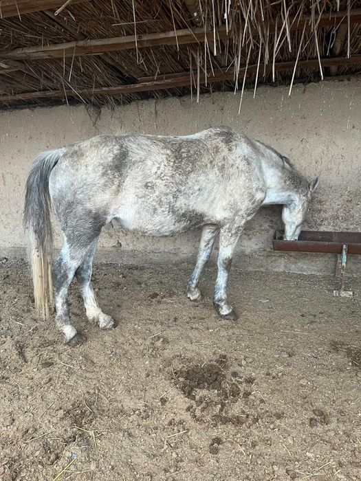 Продам хороших лощадей