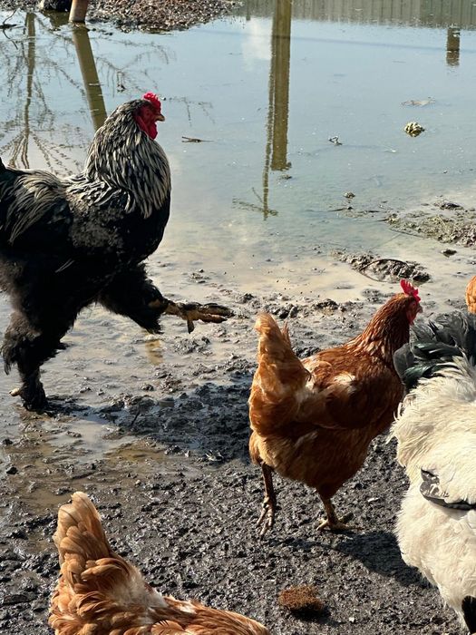 Балапан сатамын.Продам цыплят