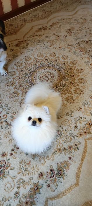 Шпиц кобель миник на вязку