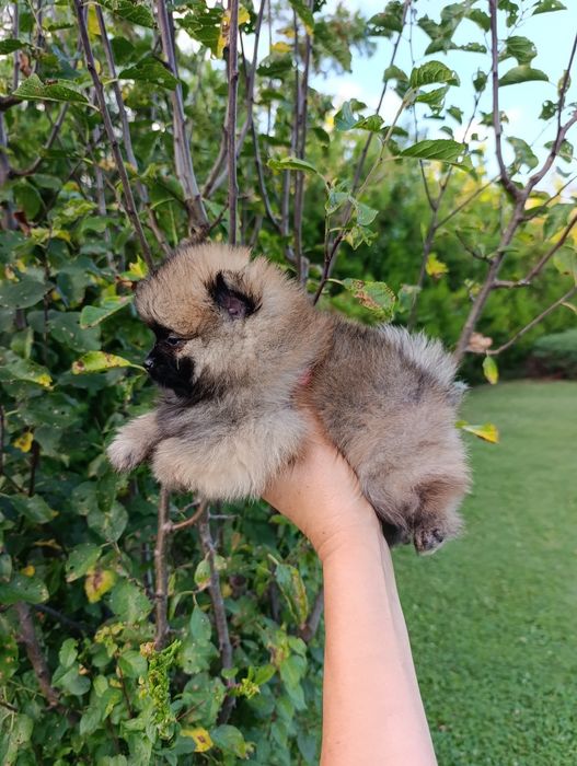 Pomeranian mini toy