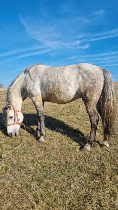 Aramasar de vanzare 7 ani