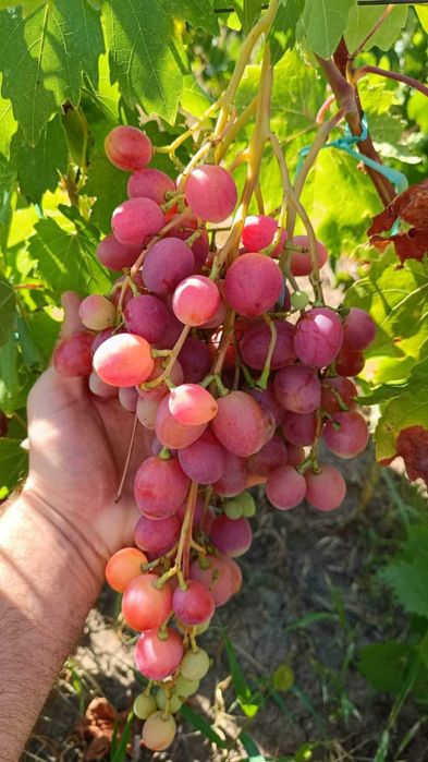 Butași de vită de vie de anul 2 și de anul 3