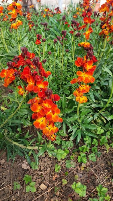 Саженцы многолетных цветов