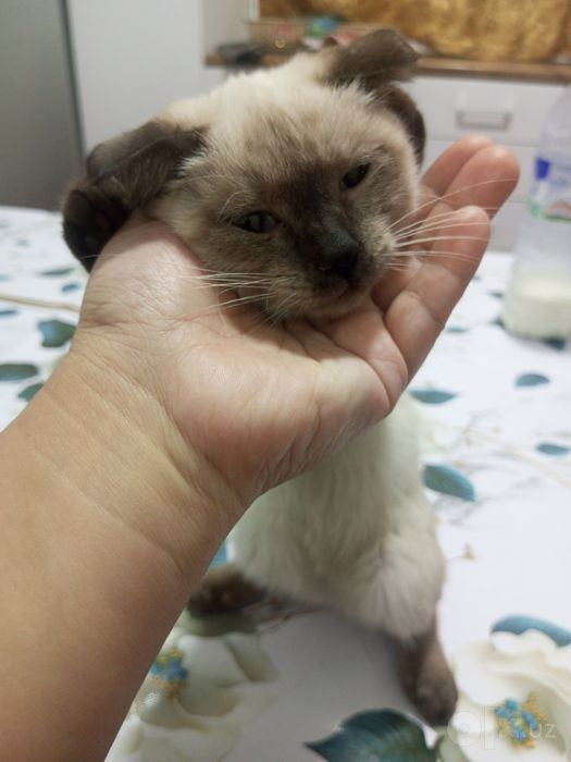 Siam      Mushuki