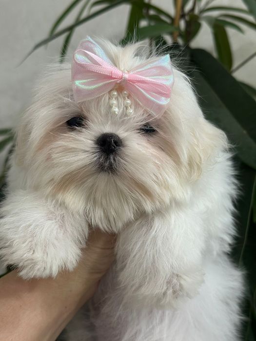 Девочки мальтезе