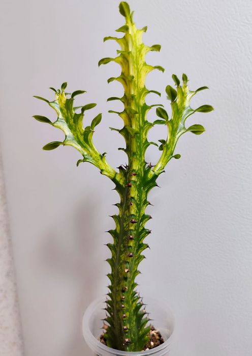 Эуфорбия Lactea Variegara