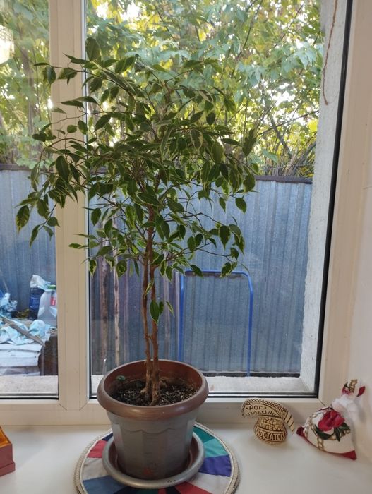 Доллар гули,тамыры таза