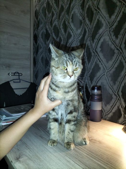 Отдам в хорошие руки