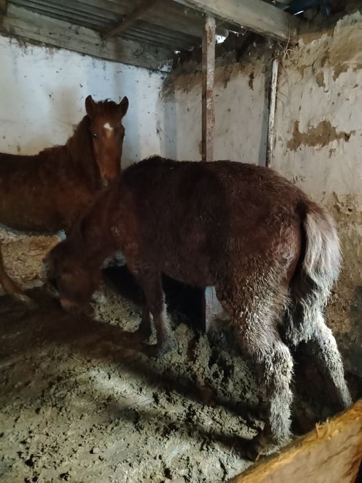 Продам лошадей тай