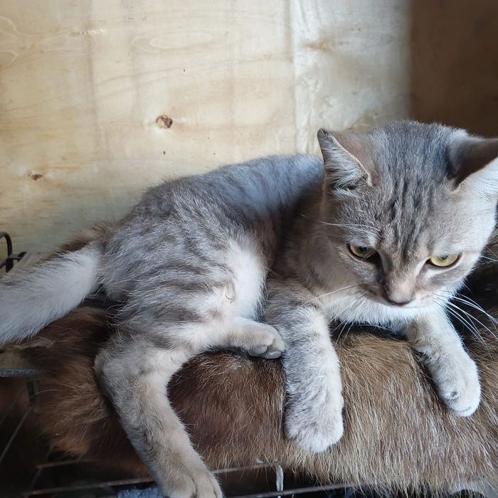 Отдам кота в добрые руки