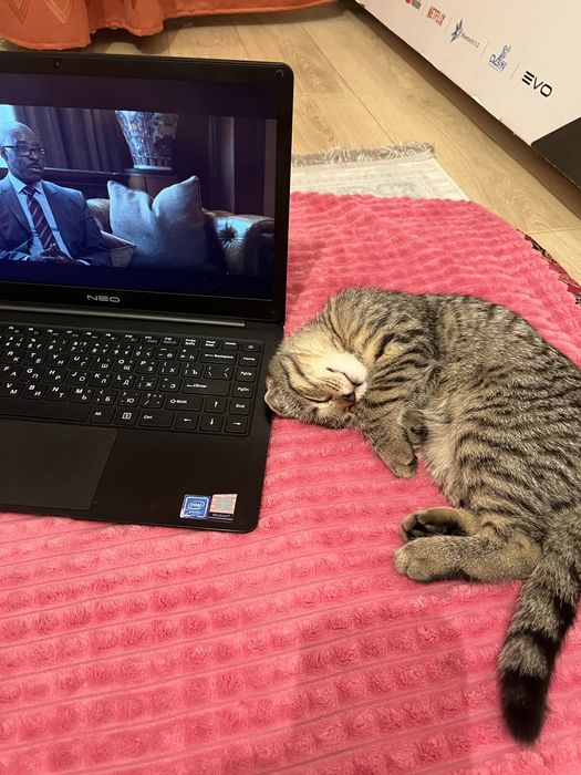 Вислоухая шотландская кошка (девочка)