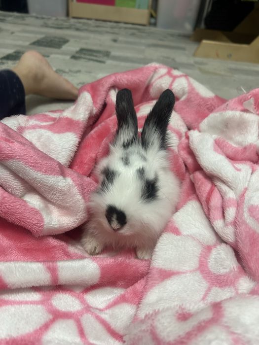 Карликовый кролик