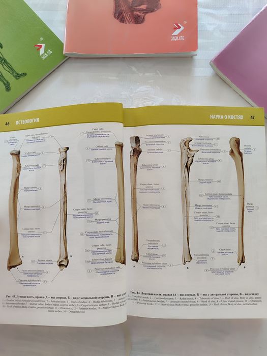 Анатомия человека Атлас