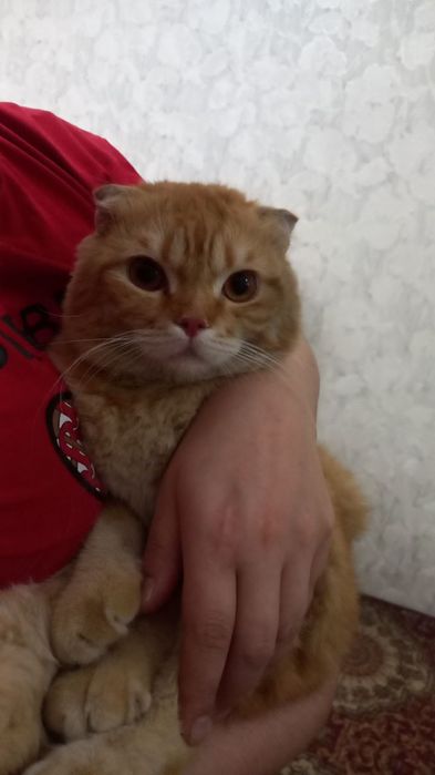 Viyazkaga erkak mushuk