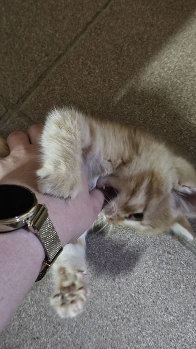 Отдадим котёнка в Добрые руки. Мальчик.