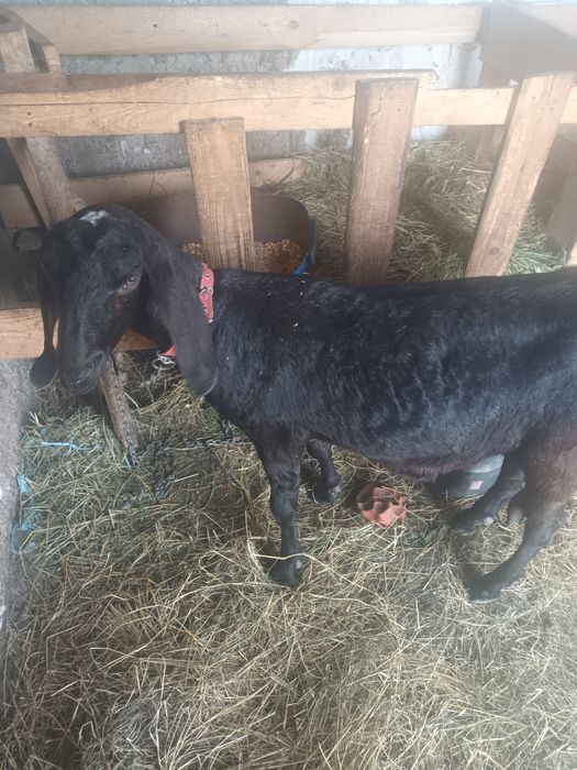 Angronubiana bună de lapte prima fatare
