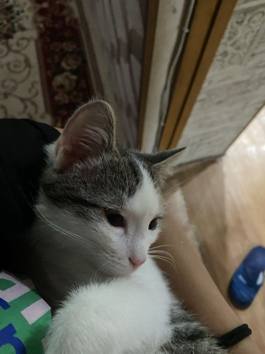 пропала кошка средная кошка