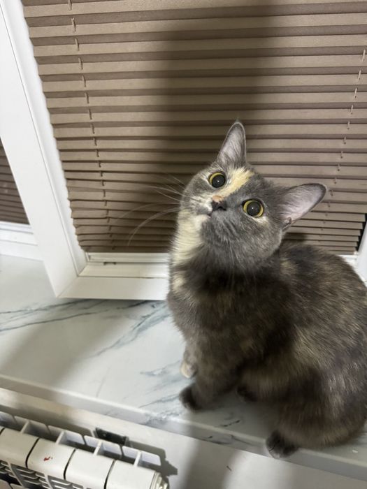 Отдам даром кошку в хорошие руки