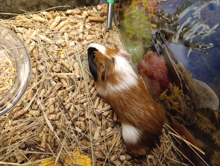 Морская свинка молодая