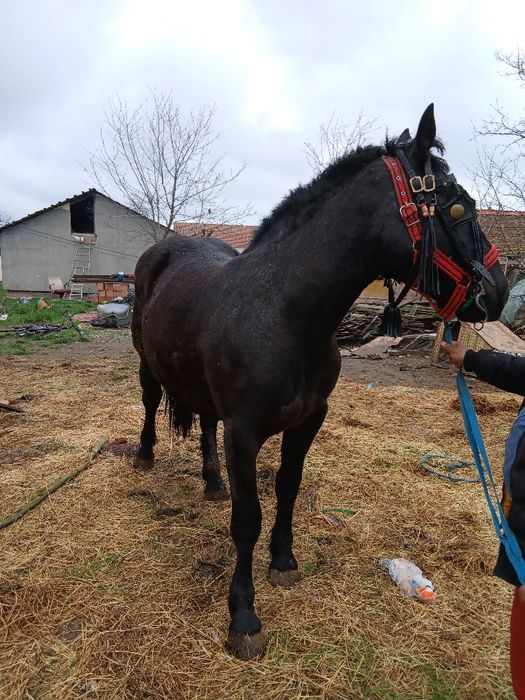 Vând mânză un an si trei luni