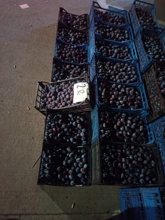 Prune de țuică de vânzare