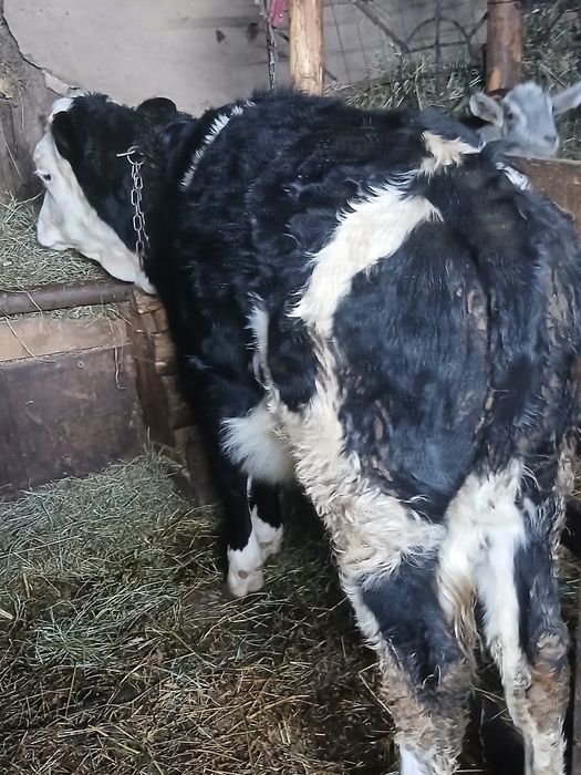 De vînzare vitică De 5 luni