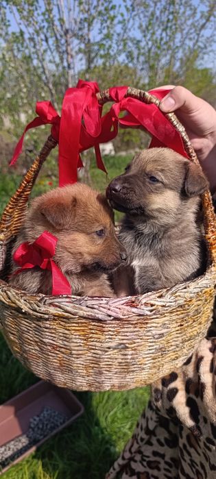 Немецкая овчарка щенки