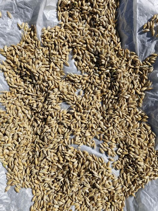 Продется ячмень урожай 2025года