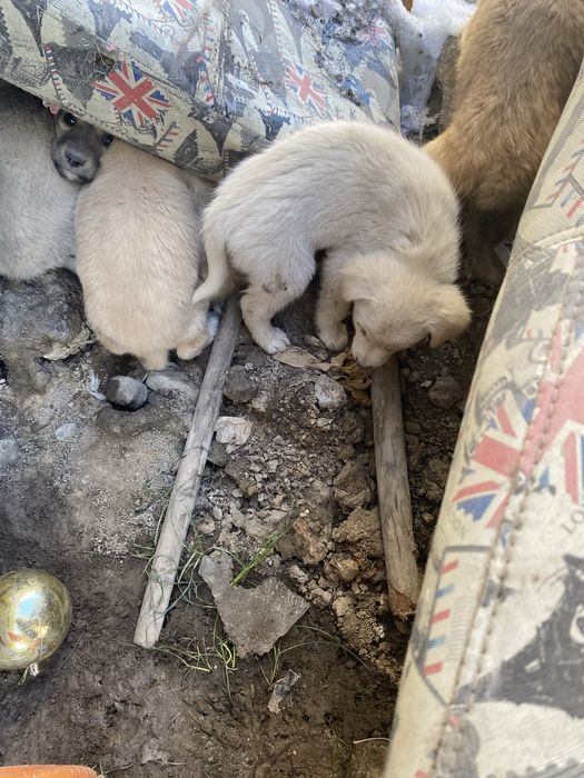 щенята бесплатно