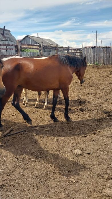 Продам кобылу 3 года